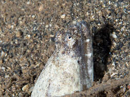 Image of Crocodile snake eel