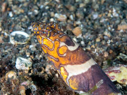 Image of Napoleon snake eel