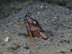 Image of Napoleon snake eel