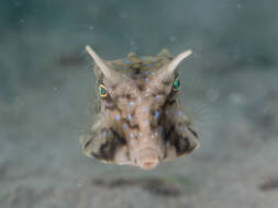 Image of Longhorn cowfish