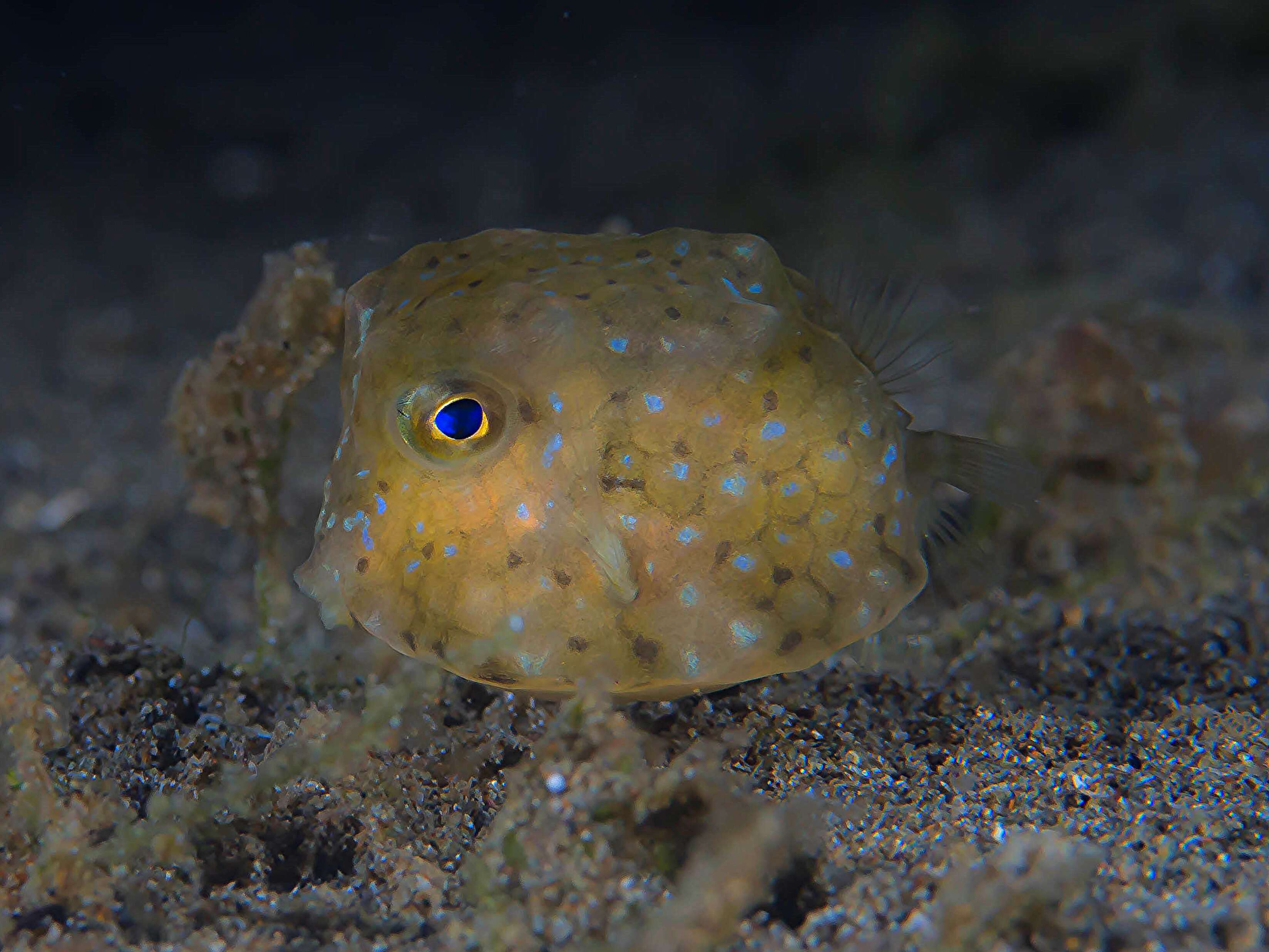 Image of boxfishes