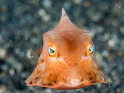 Image of Shorthorn cowfish