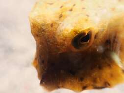 Image of Yellow boxfish