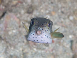 Image of Yellow boxfish