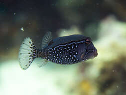 Image of Reticulate boxfish