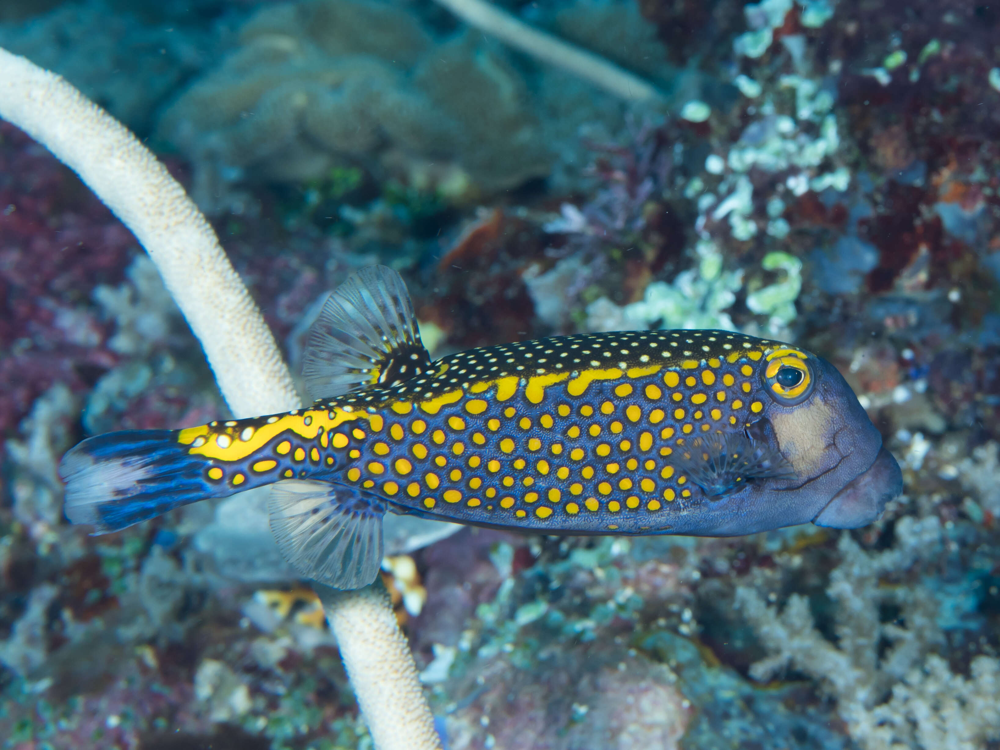 Image of Spotted boxfish