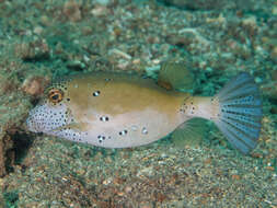 Image of Yellow boxfish