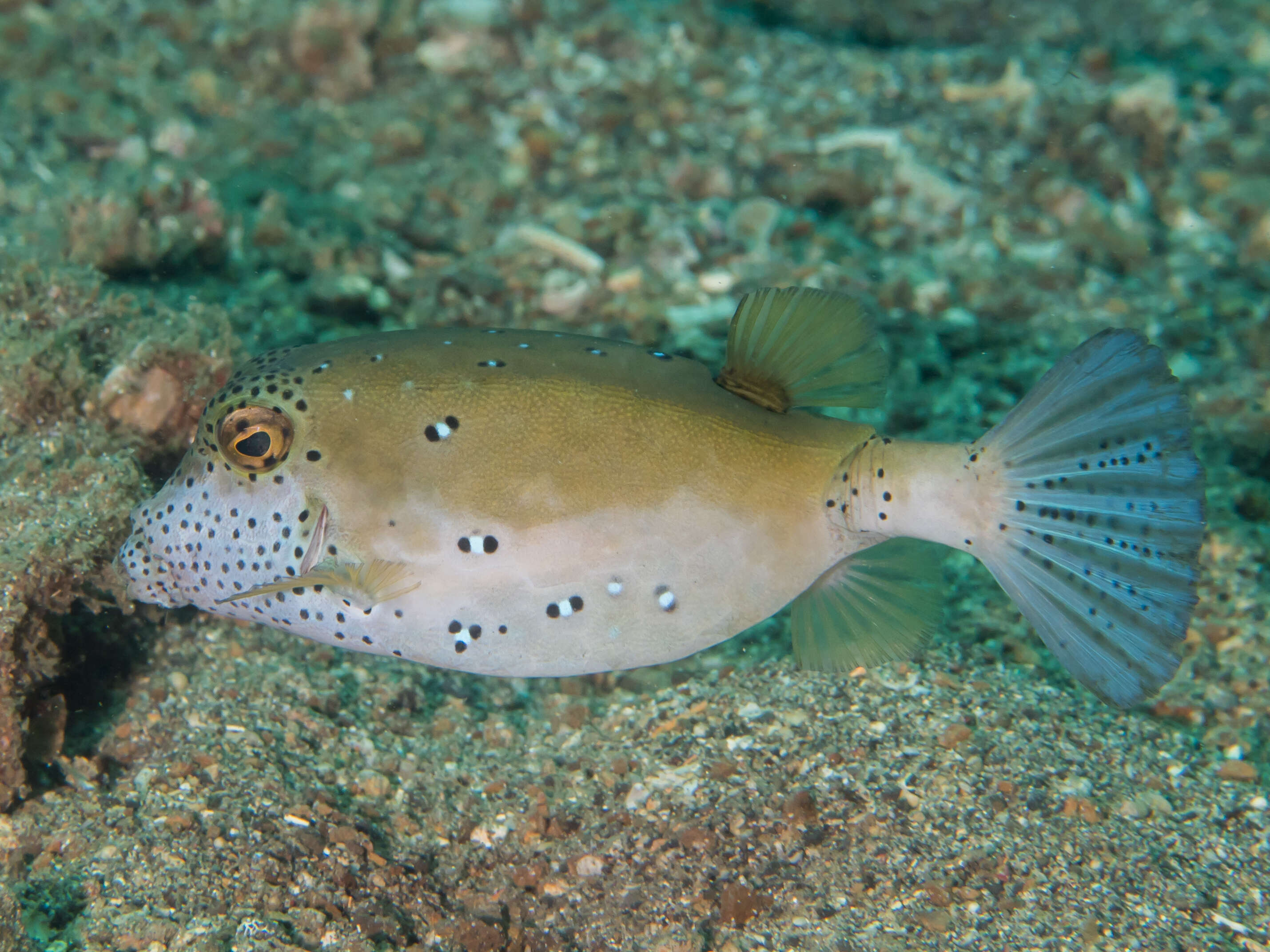 Image of Yellow boxfish