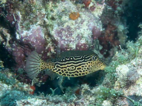 Image of Reticulate boxfish