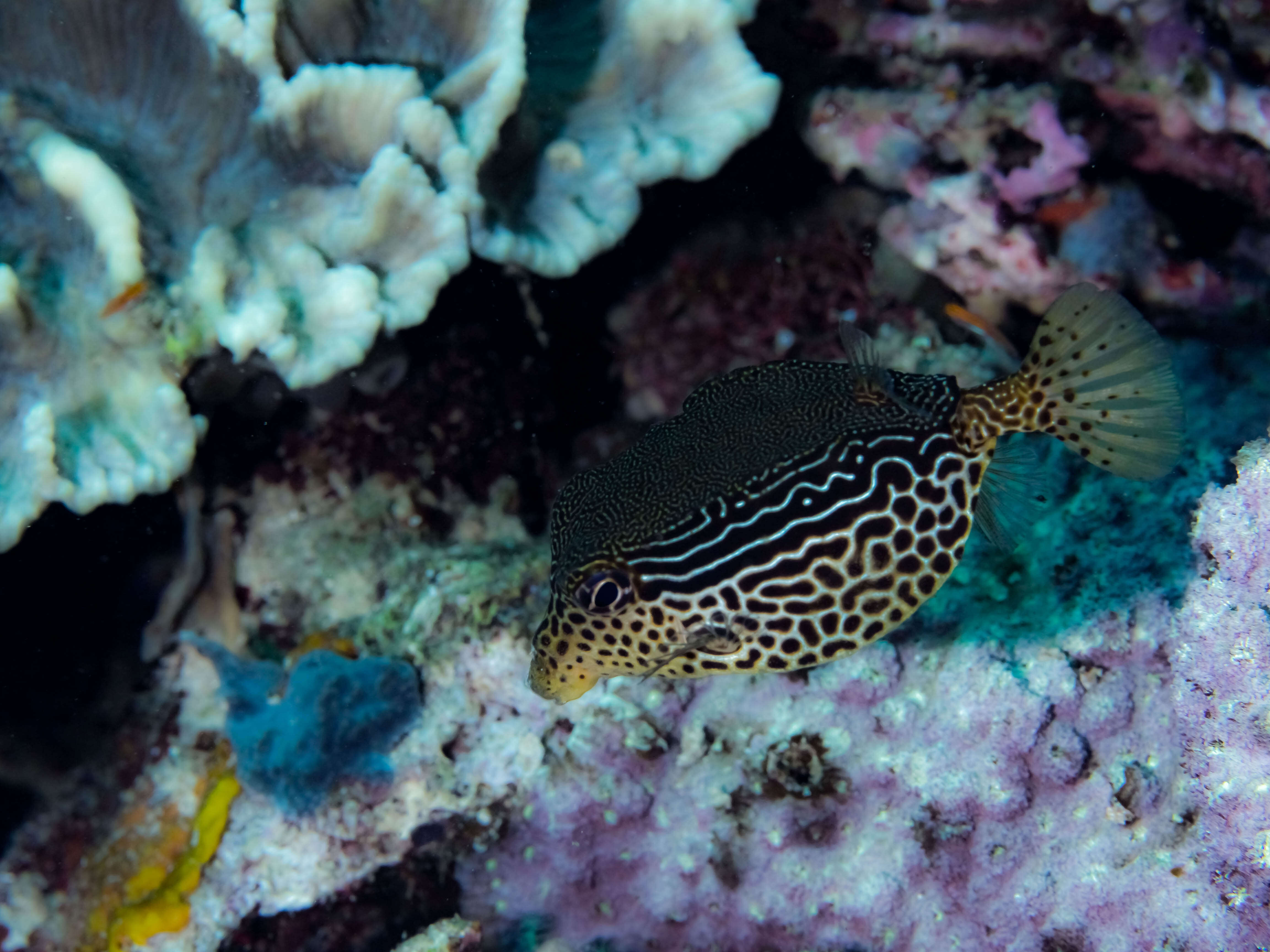 Image of Reticulate boxfish