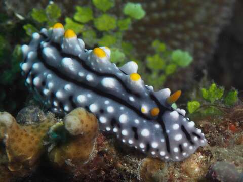 Image of Lumpy black grey orange slug