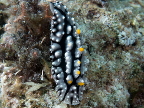 Image of Lumpy black grey orange slug