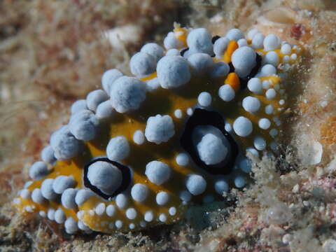 Image of Lumpy yellow eyespot slug