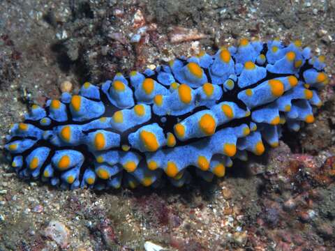 Image of Lumpy black bluegrey orange slug