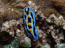 Image of Lumpy black blue orange slug
