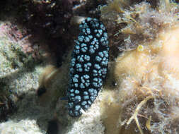 Image of Lumpy black and grey slug