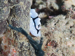 Image of Phyllidiopsis shireenae Brunckhorst 1990