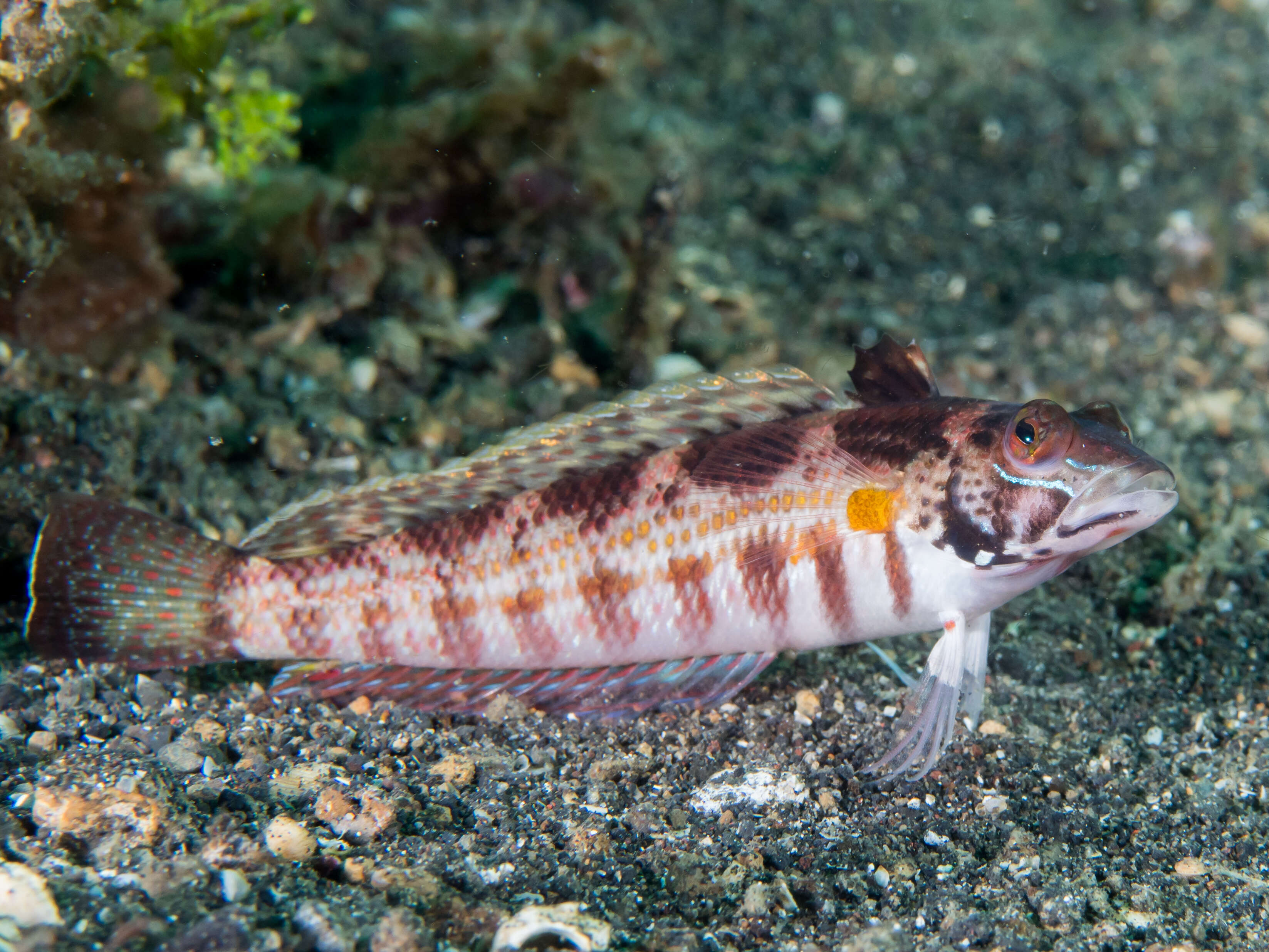 Image of Snyder's sandperch