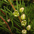 Image of Boronia clavata P. G. Wilson