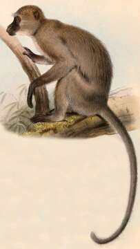 Image of Agile Mangabey