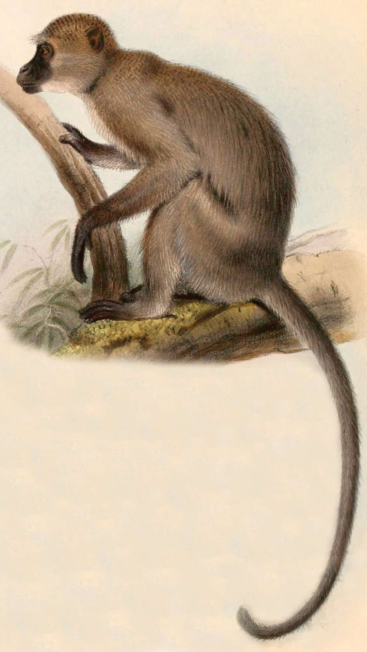 Слика од Cercocebus agilis A. Milne-Edwards 1886