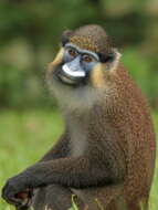 Image of Moustached Guenon