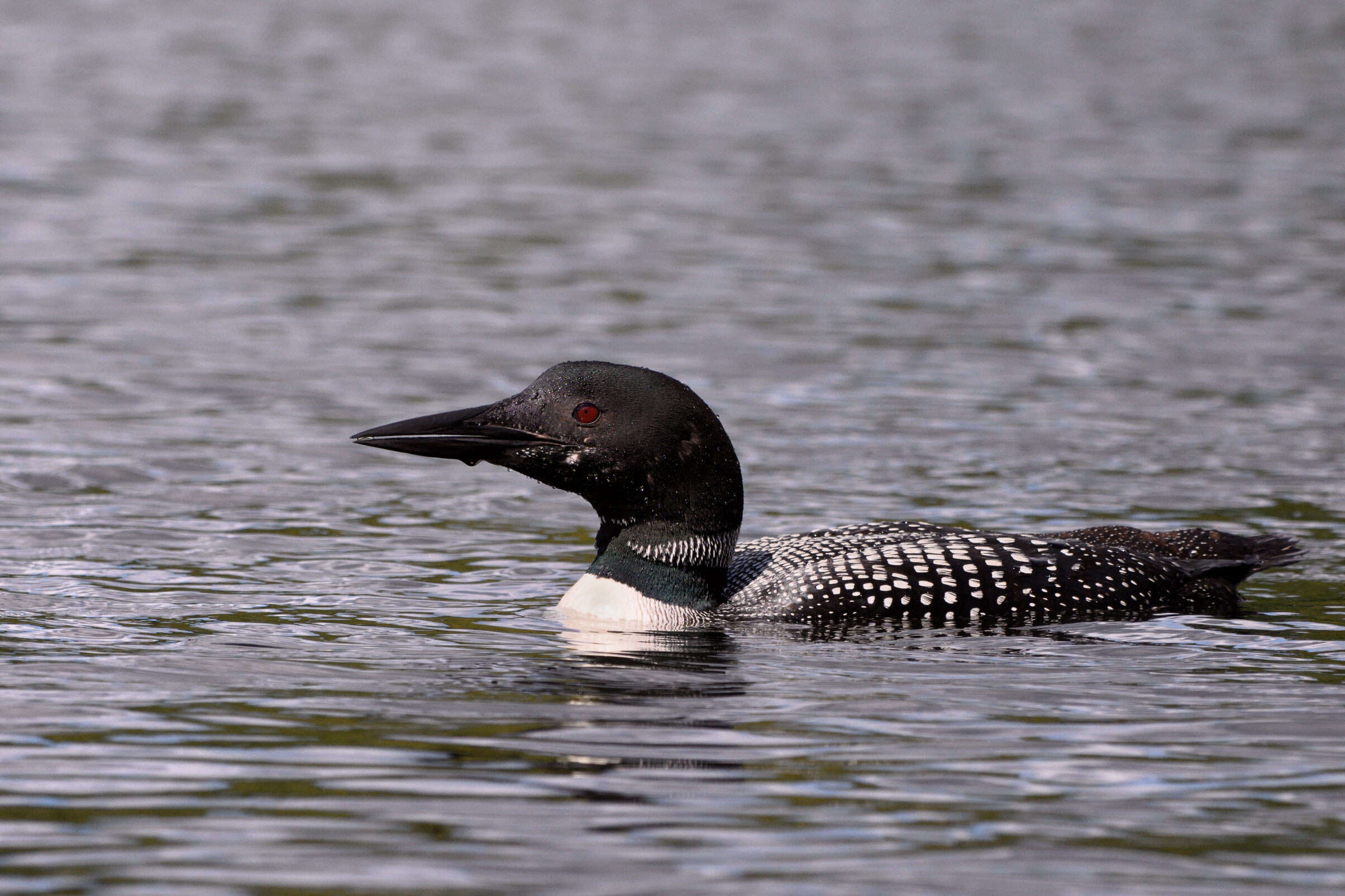 Image of loons