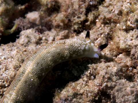 Image of Flat camouflaged slug