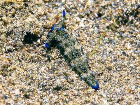 Image of Flat camouflaged slug