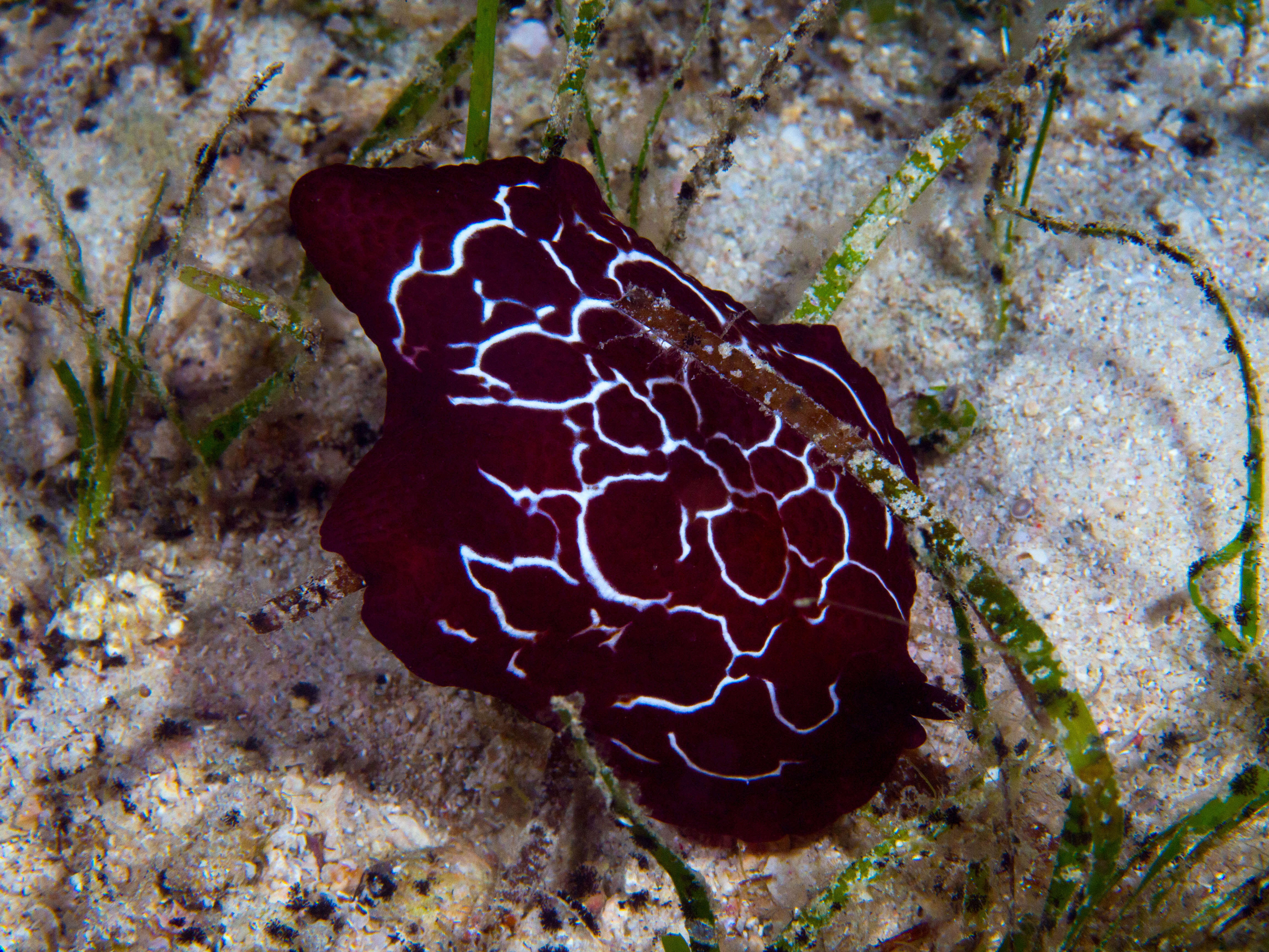 Image of Forskal's side-gilled sea slug