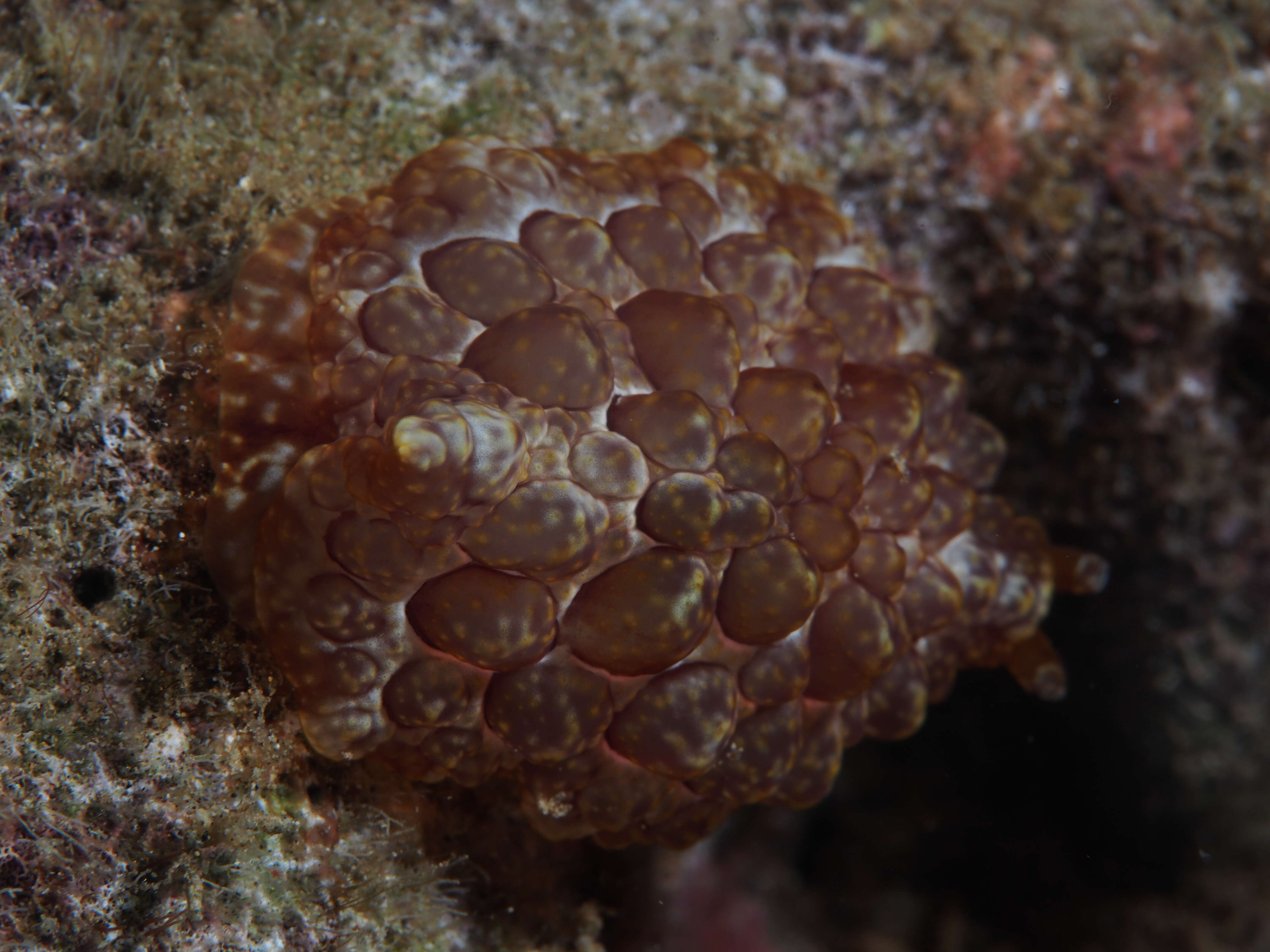 Image of Forskal's side-gilled sea slug