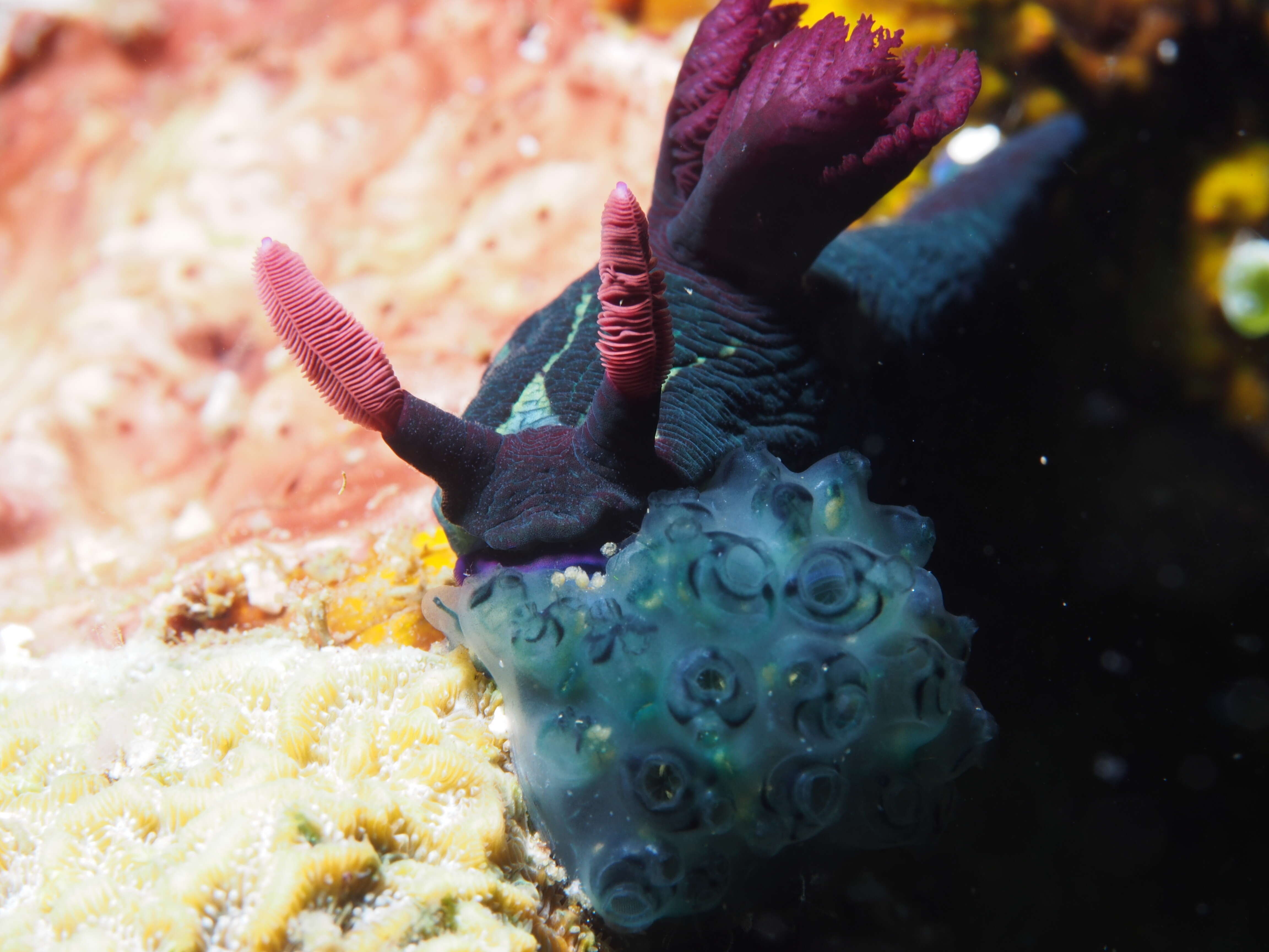 Image of Nembrotha chamberlaini Gosliner & Behrens 1997