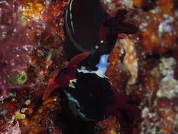 Image of Nembrotha chamberlaini Gosliner & Behrens 1997