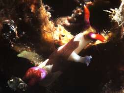 Image of Nembrotha chamberlaini Gosliner & Behrens 1997