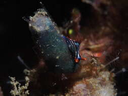 Image of Dusky green spot orange gill black slug