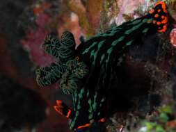 Image of Dusky green spot orange gill black slug