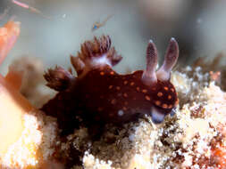 Image of Red spot blue gill black slug