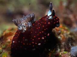 Image of Red spot blue gill black slug