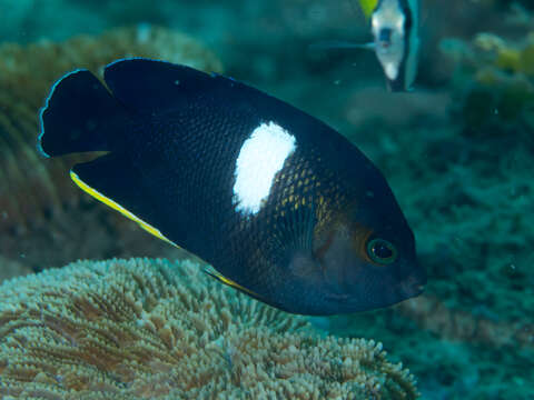 Image of Black Angelfish