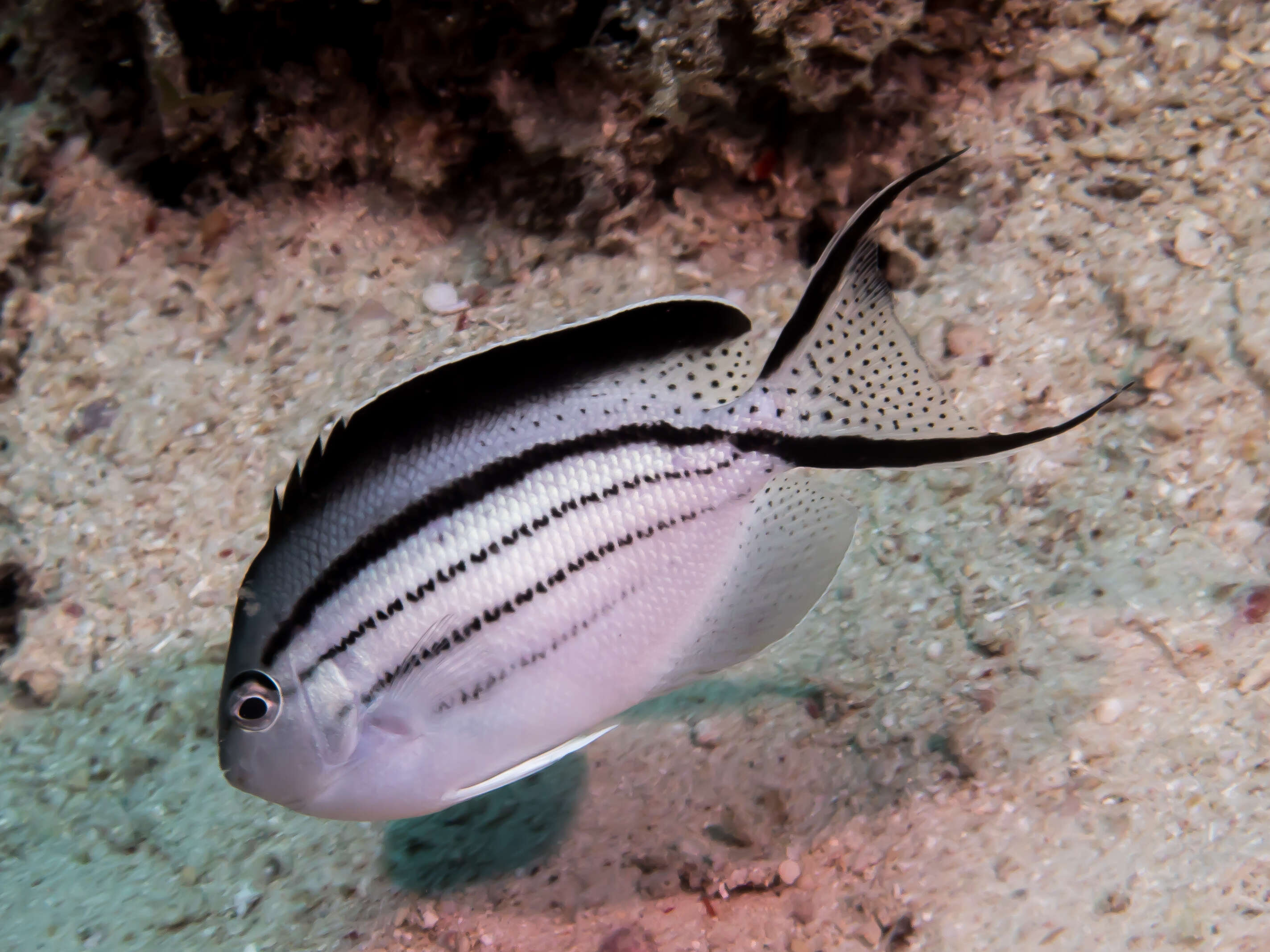 Image of Blackstriped Angelfish