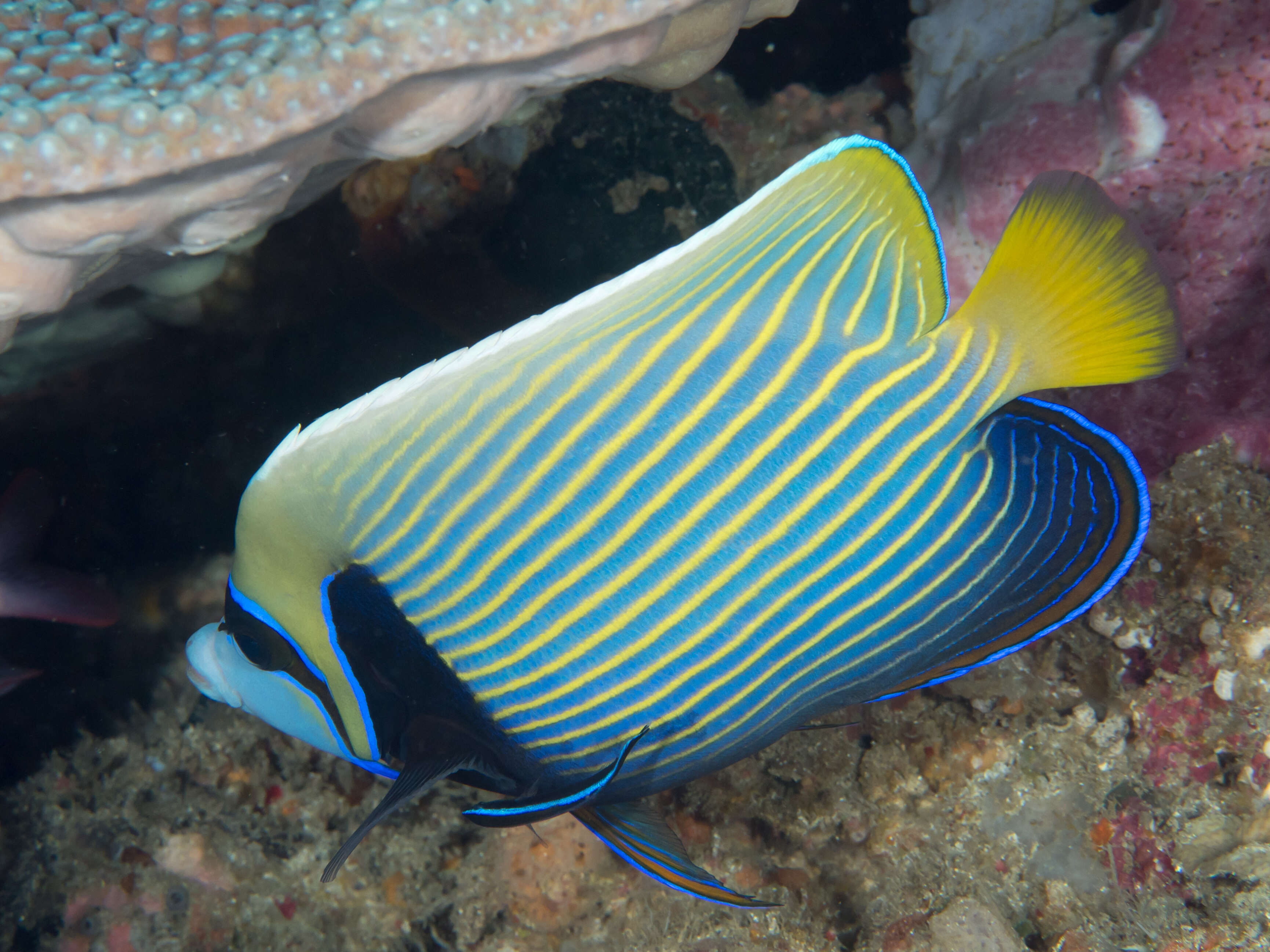 Image of Angelfish