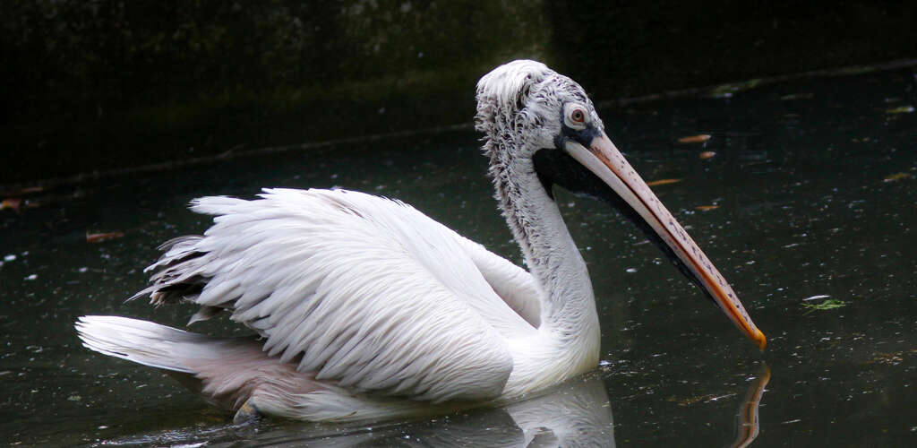 Image of Grey Pelican