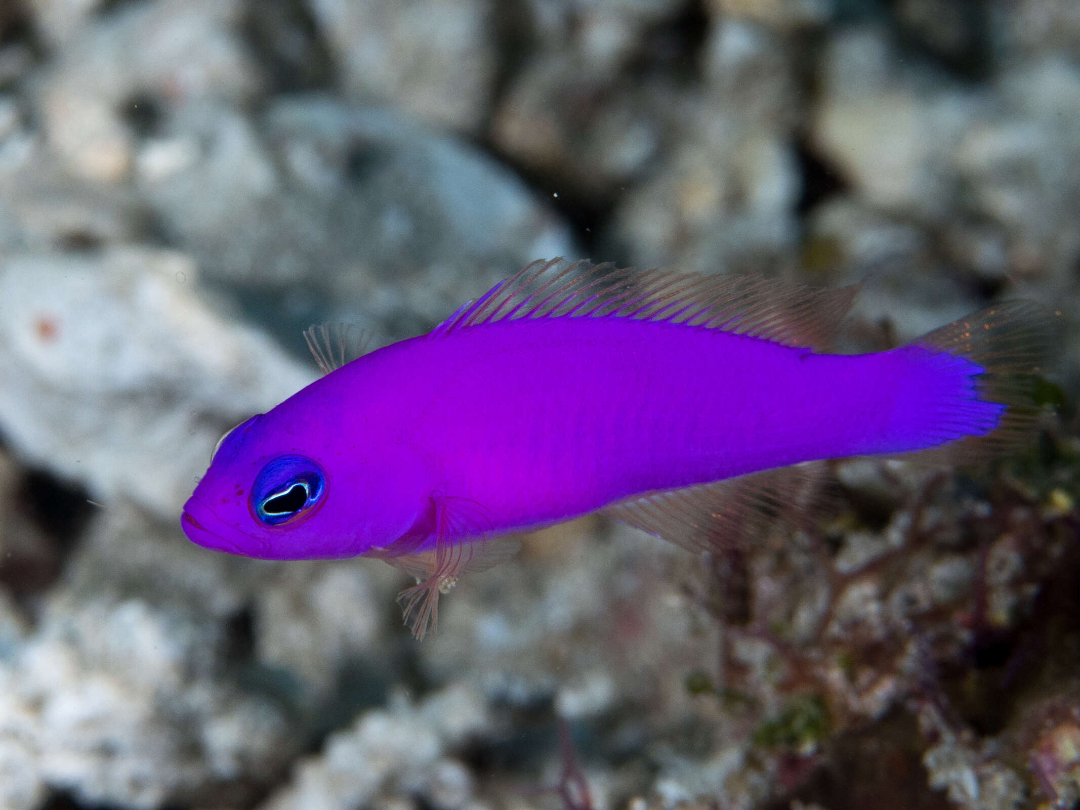 Image de Pictichromis porphyrea (Lubbock & Goldman 1974)