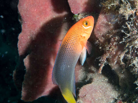 Image de Pseudochromis steenei Gill & Randall 1992