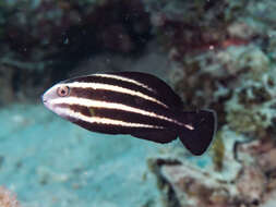 Image of Blunt-head Parrotfish