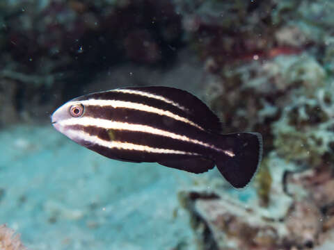 Слика од Chlorurus microrhinos (Bleeker 1854)