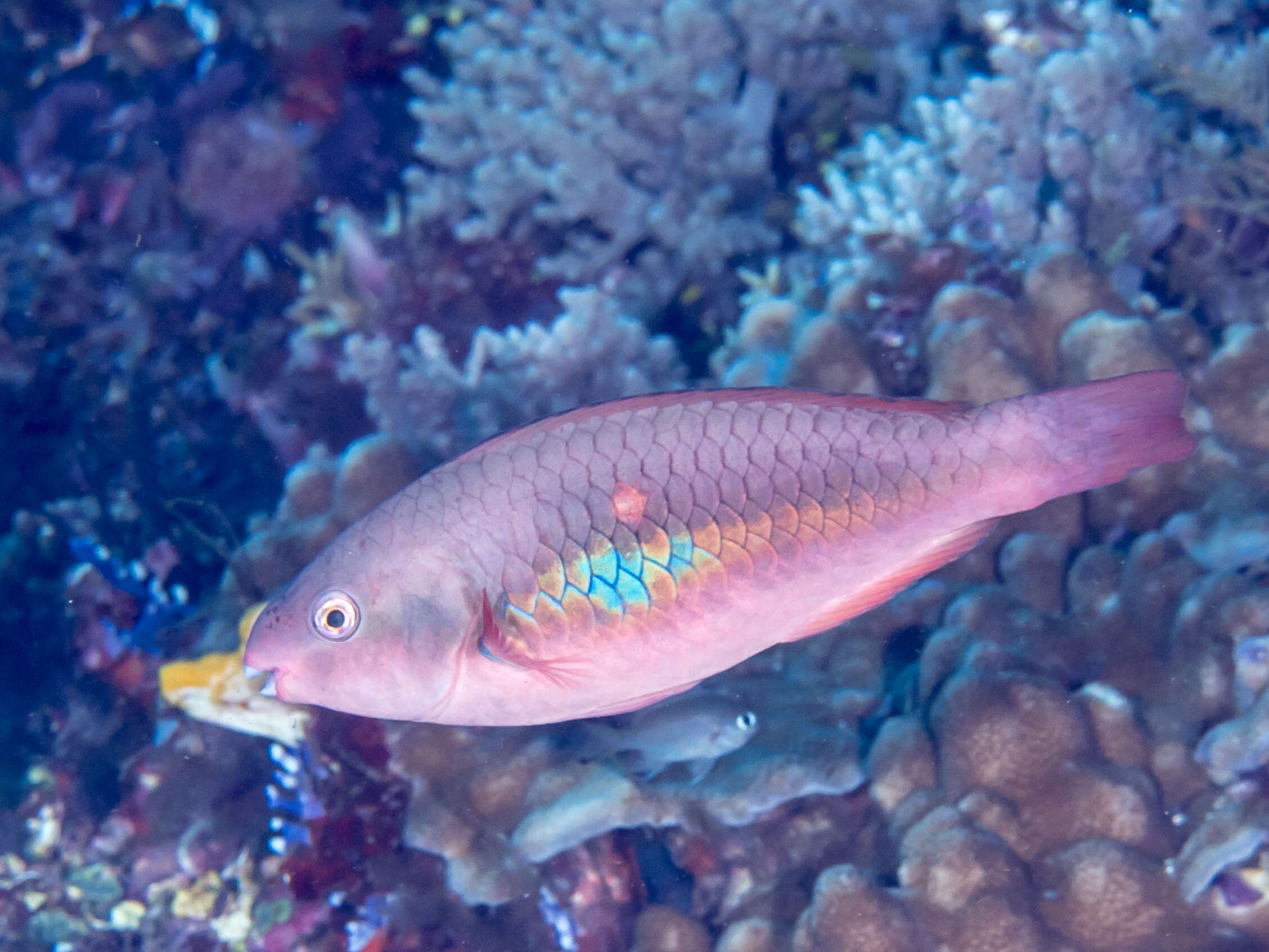 Image of Big belly Parrotfish