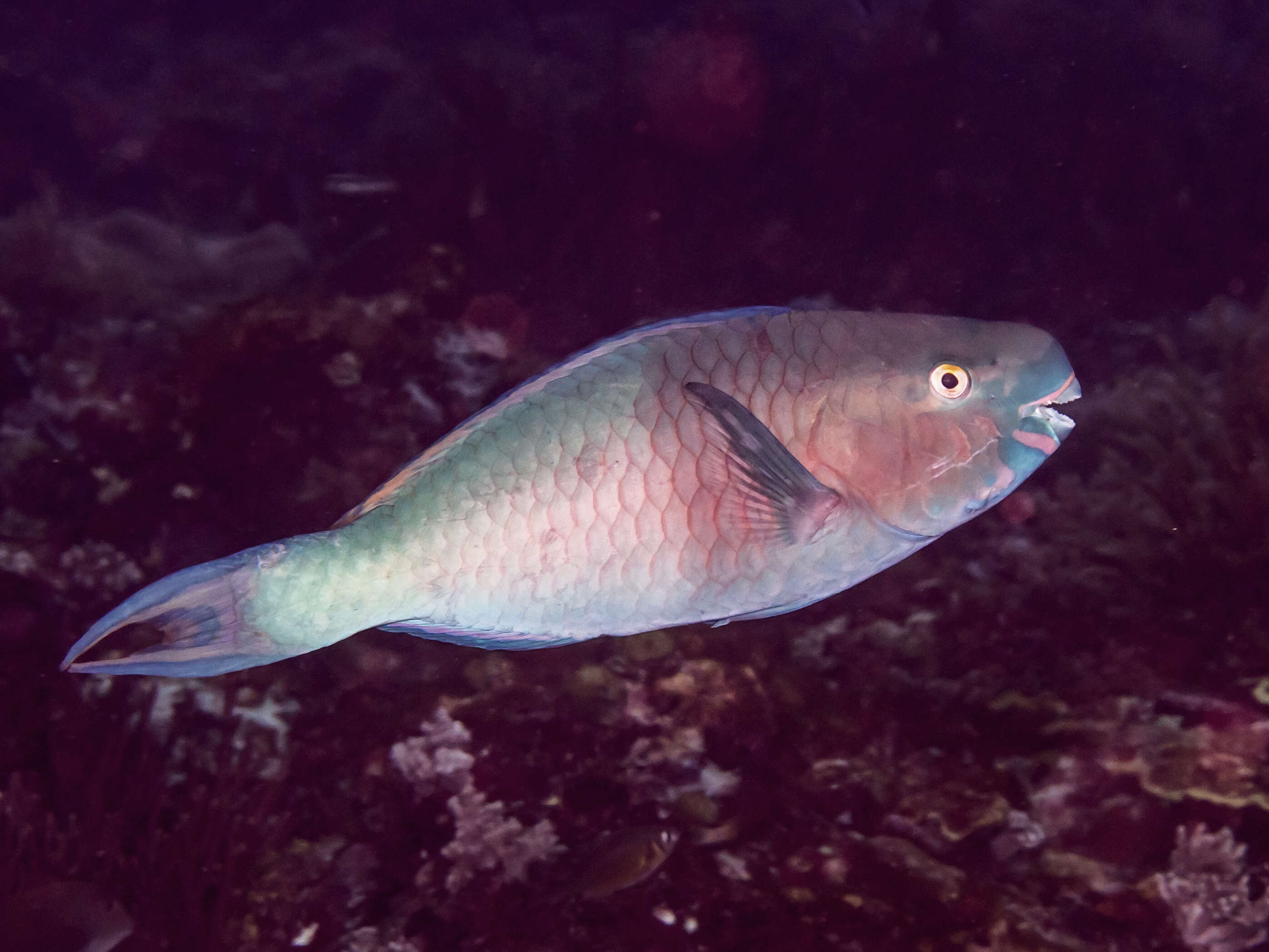 Image of Bicolor Parrotfish