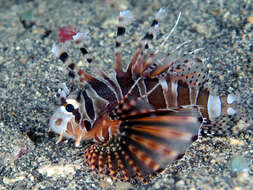 Image of Zebra lionfish