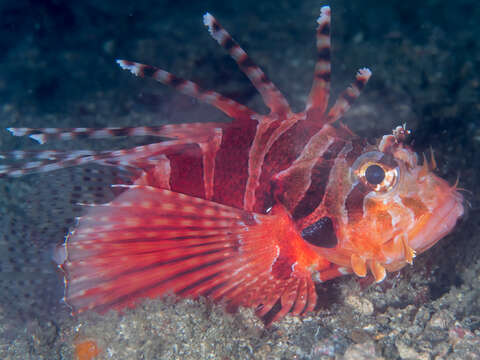 Image of Zebra lionfish